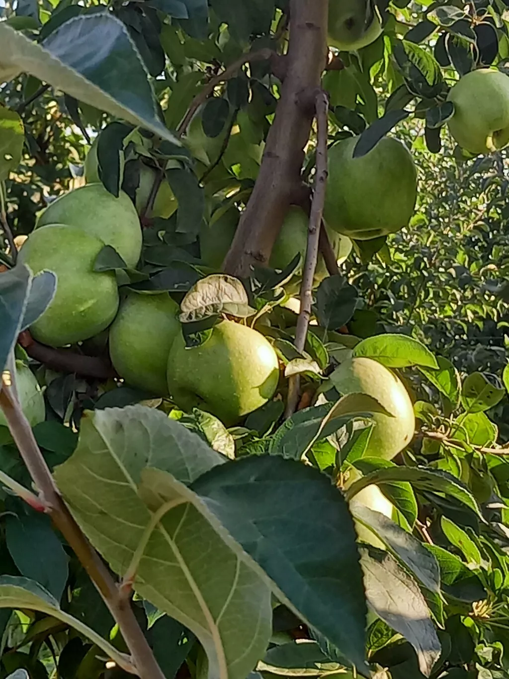 яблоко оптом от производителя в Краснодаре и Краснодарском крае 5