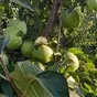 яблоко оптом от производителя в Краснодаре и Краснодарском крае 5