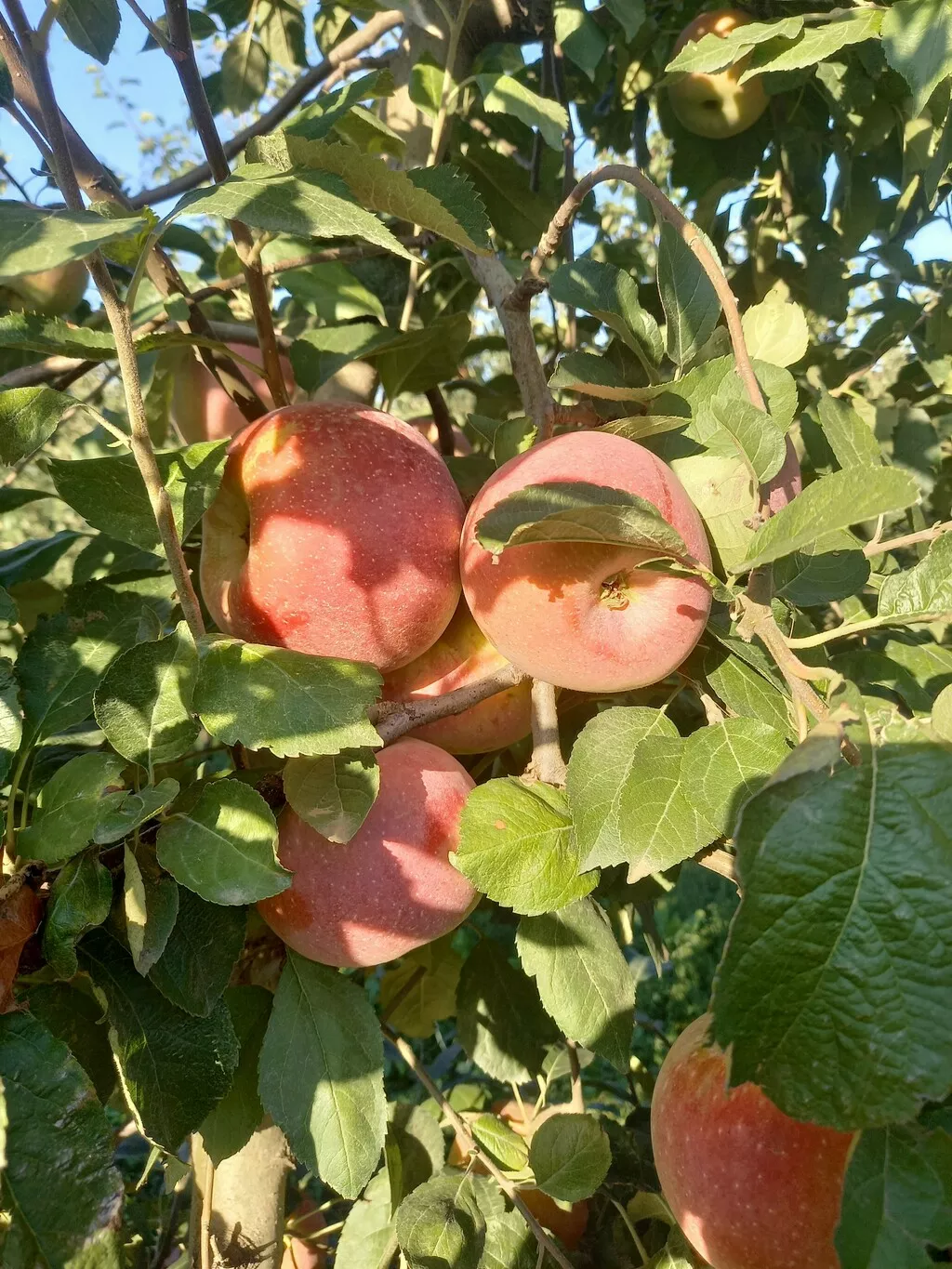 яблоко оптом от производителя в Краснодаре и Краснодарском крае 6