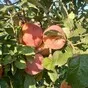 яблоко оптом от производителя в Краснодаре и Краснодарском крае 6