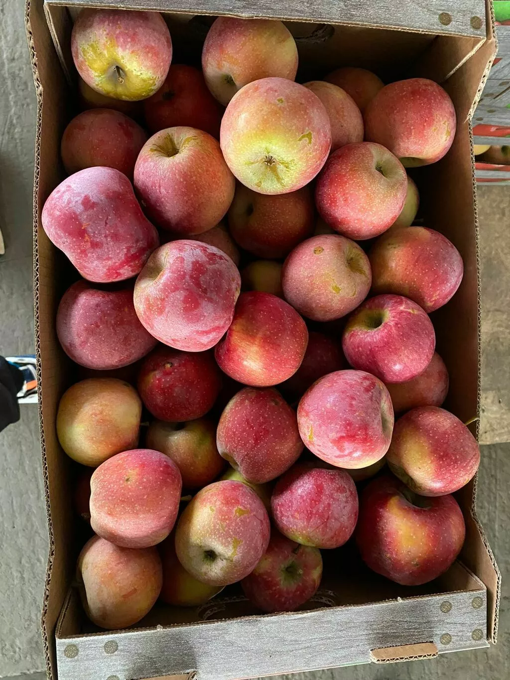 яблоки оптом из сада в Кропоткине 8