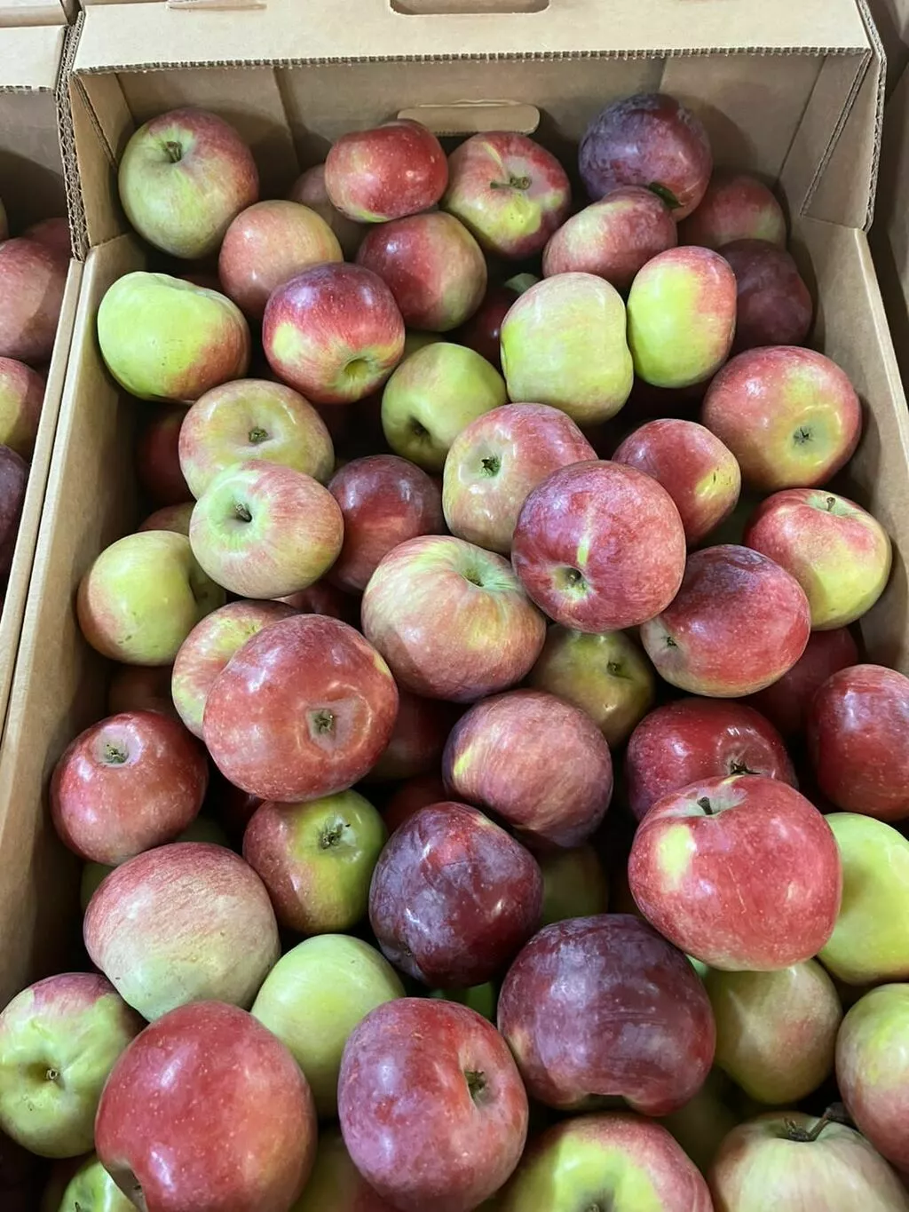 яблоки оптом из сада в Кропоткине 2