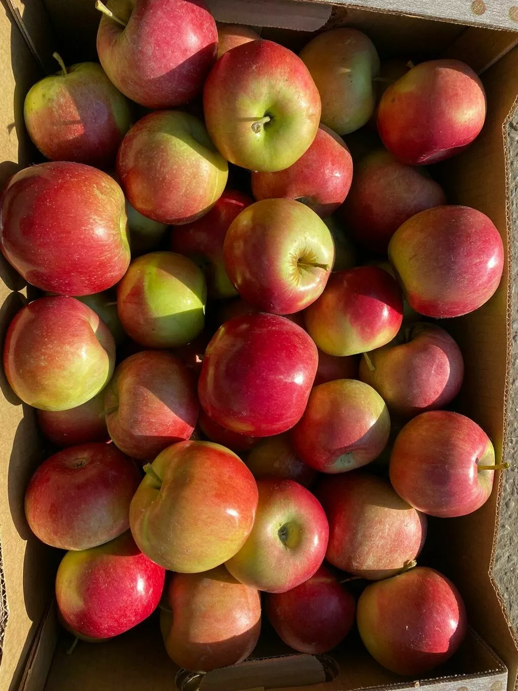 яблоки оптом из сада в Кропоткине 6