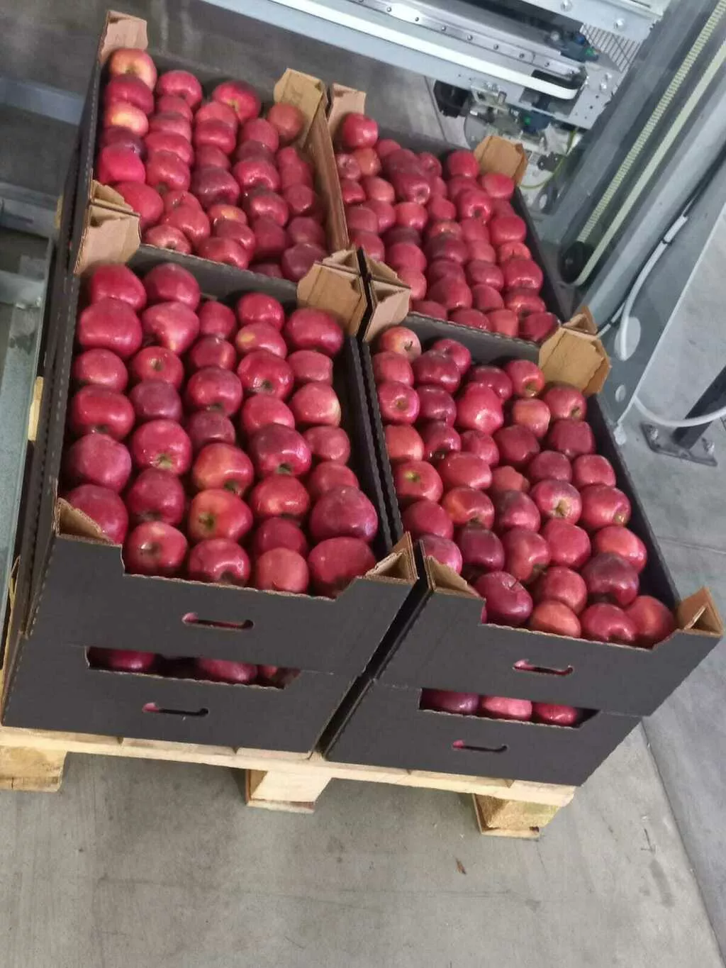 яблоки оптом от производителя в Краснодаре 3
