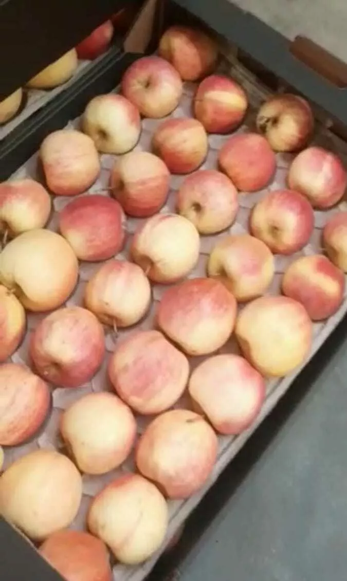 яблоки оптом гала шнига 65-80 1сорт  в Краснодаре и Краснодарском крае 2
