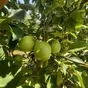 яблоки голден оптом от производителя в Краснодаре и Краснодарском крае