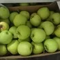 яблоки голден оптом от производителя в Краснодаре и Краснодарском крае 3