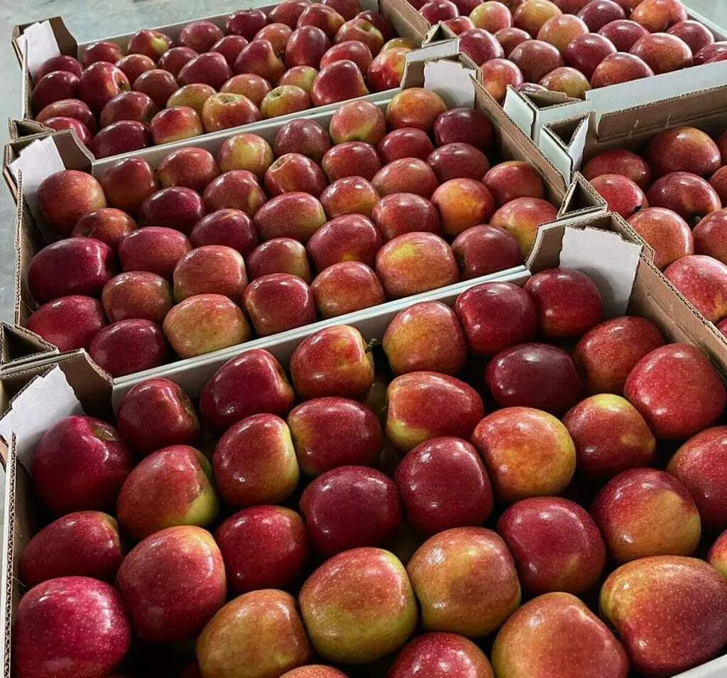 яблоки бребурн от производителя в Краснодаре и Краснодарском крае