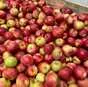 яблоки оптом в Краснодаре и Краснодарском крае