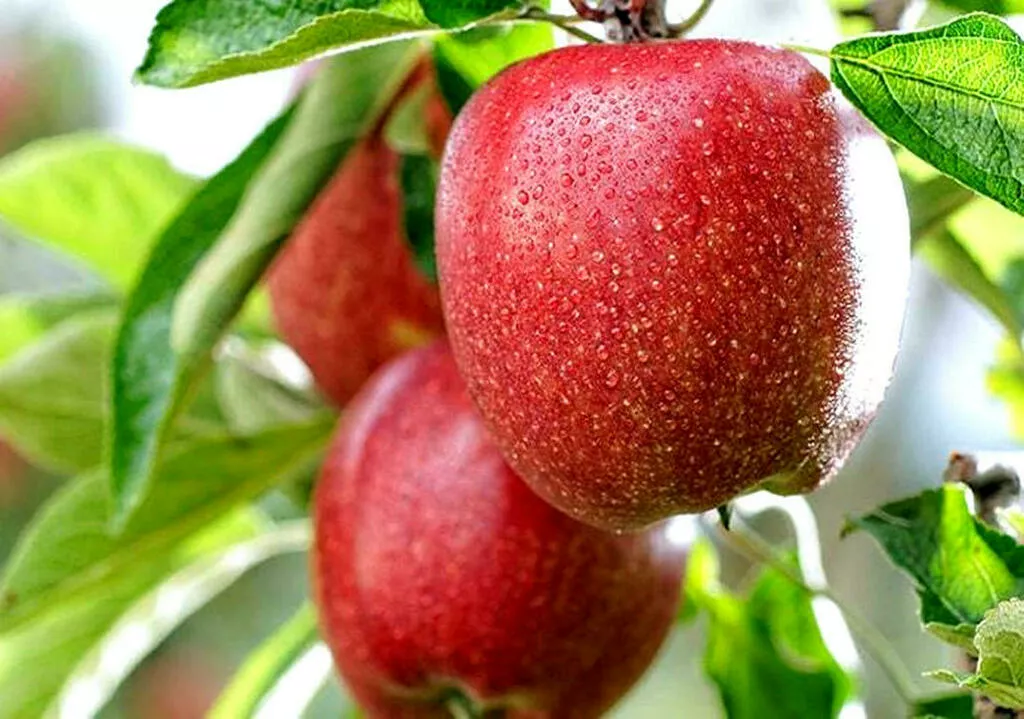фотография продукта Свежие яблоки оптом от производителя