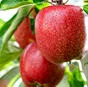 свежие яблоки оптом от производителя в Краснодаре