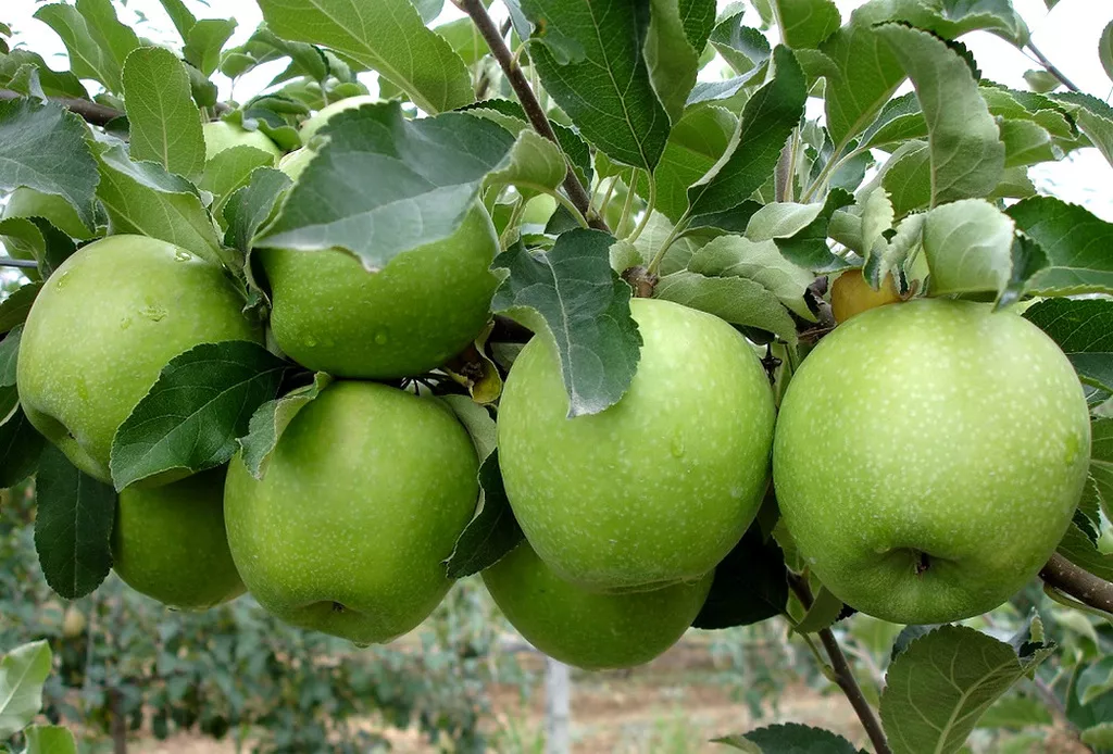 свежие яблоки оптом от производителя в Краснодаре 6
