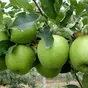 свежие яблоки оптом от производителя в Краснодаре 6