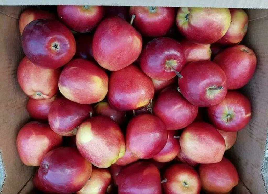 свежие яблоки оптом от производителя в Краснодаре 3