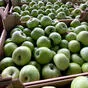 свежие яблоки оптом от производителя в Краснодаре 10
