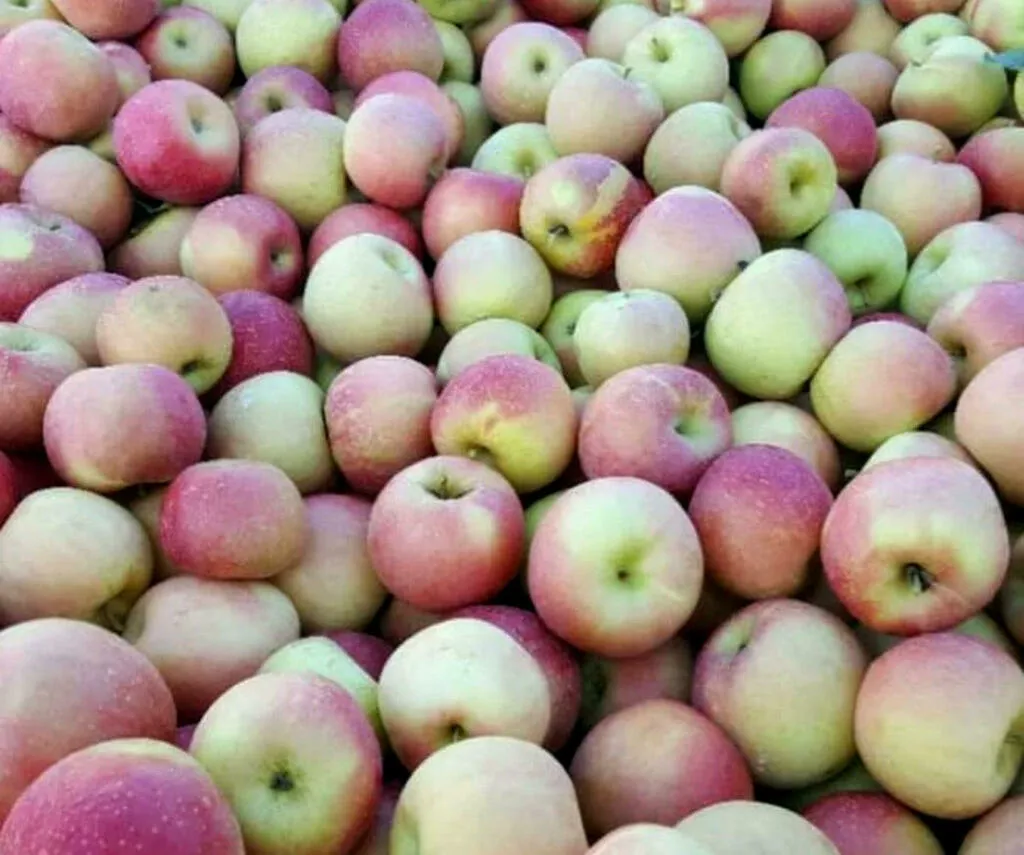 свежие яблоки оптом от производителя в Краснодаре 9
