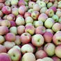свежие яблоки оптом от производителя в Краснодаре 9