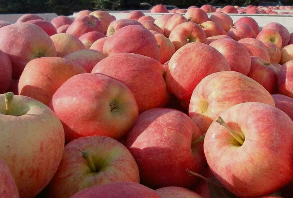 свежие яблоки оптом от производителя в Краснодаре 7