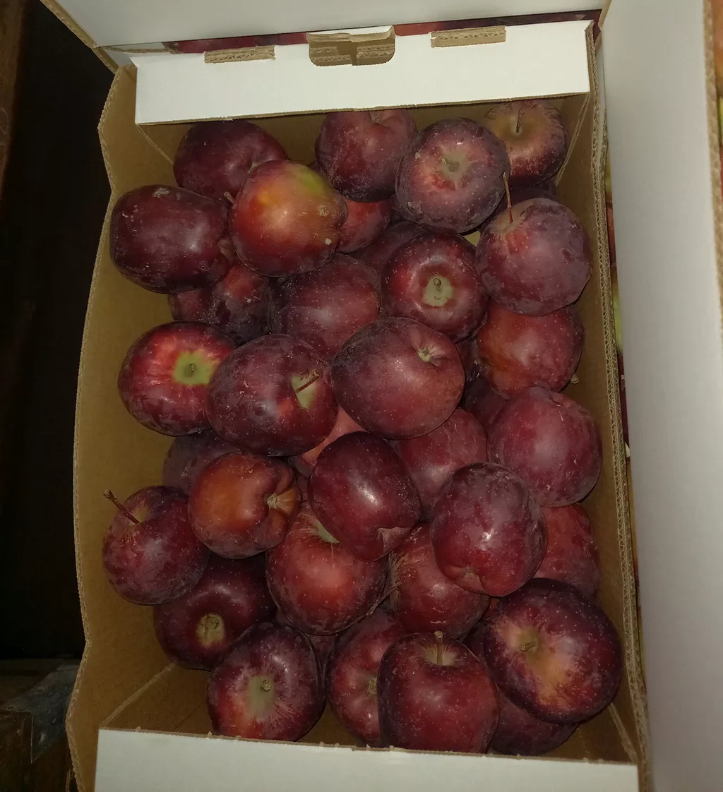 свежие яблоки оптом от производителя в Краснодаре 5