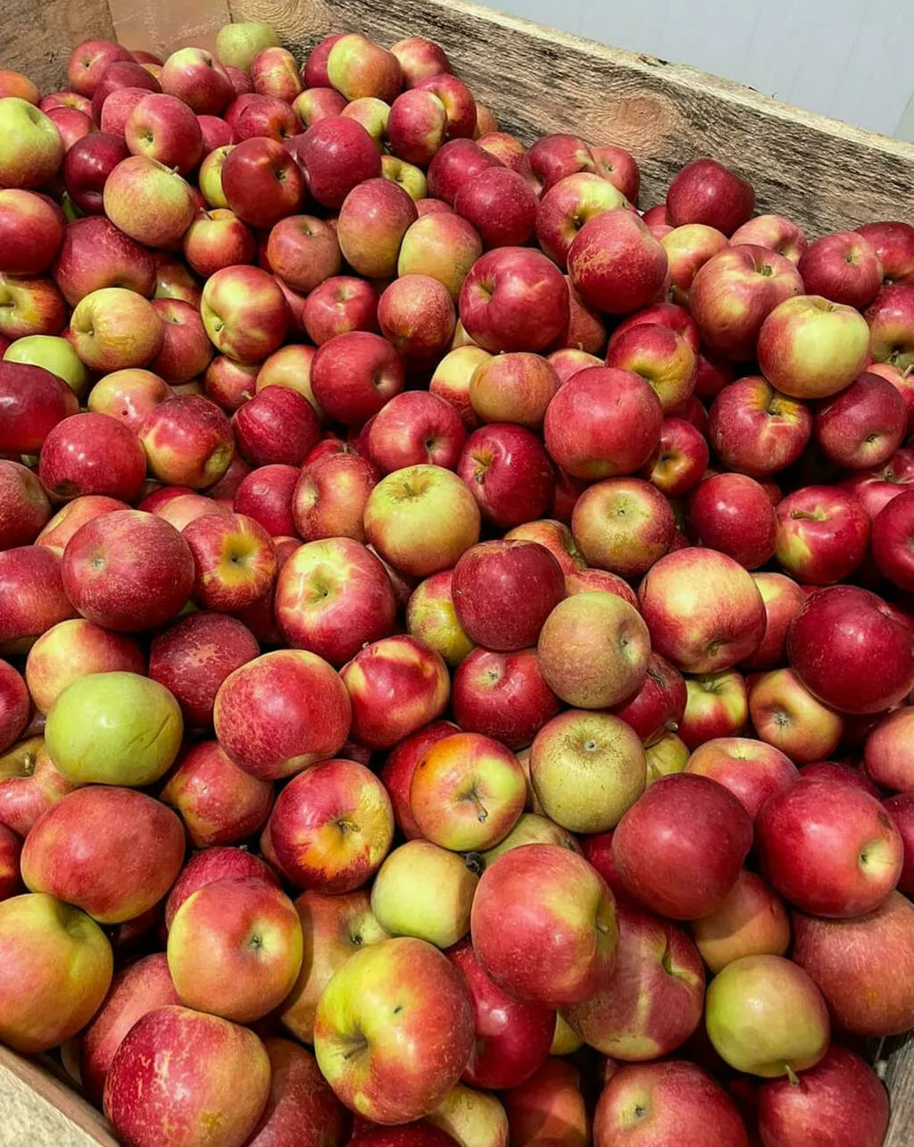 свежие яблоки оптом от производителя в Краснодаре 2