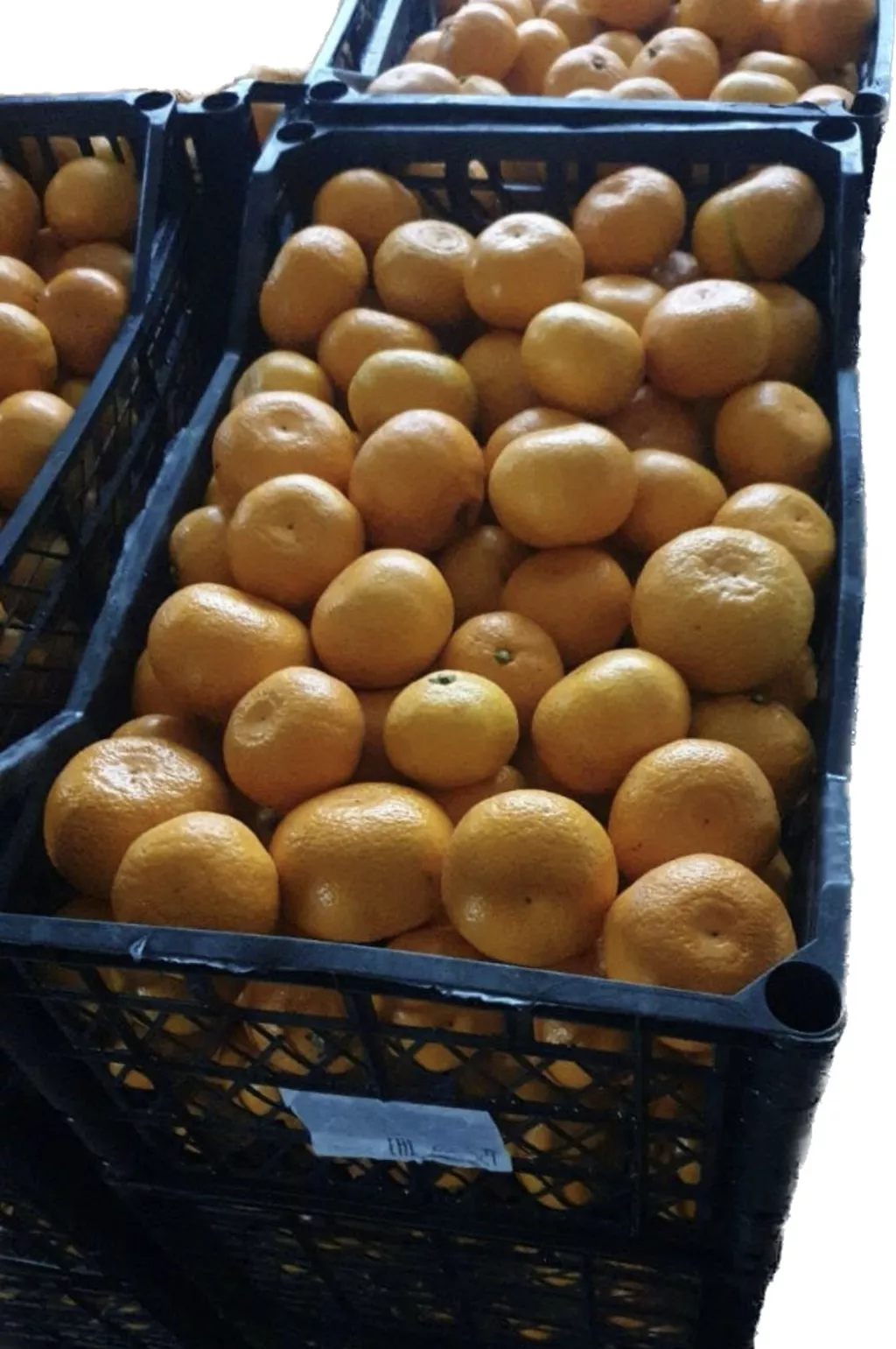 мандарины оптом абхазия от прои в Краснодаре