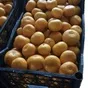 мандарины оптом абхазия от прои в Краснодаре