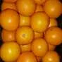 апельсины свежие (египетские) в Краснодаре и Краснодарском крае