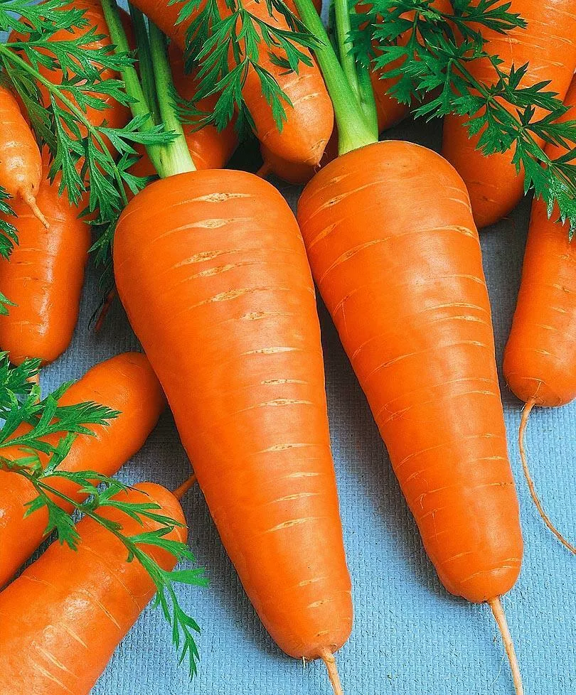 покупаем морковь в Краснодаре