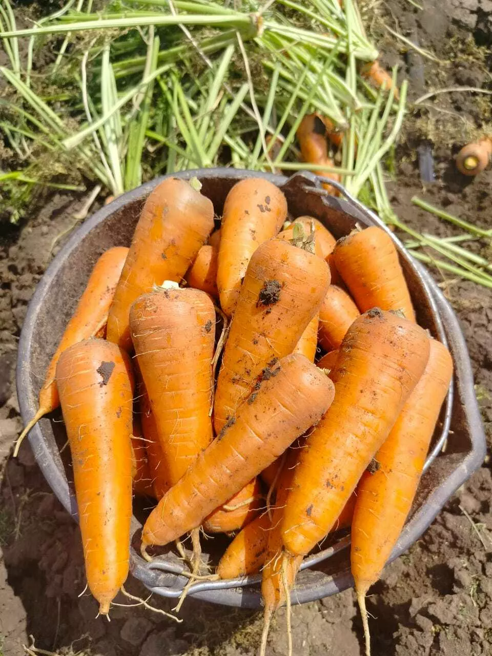 морковь  в Краснодаре и Краснодарском крае