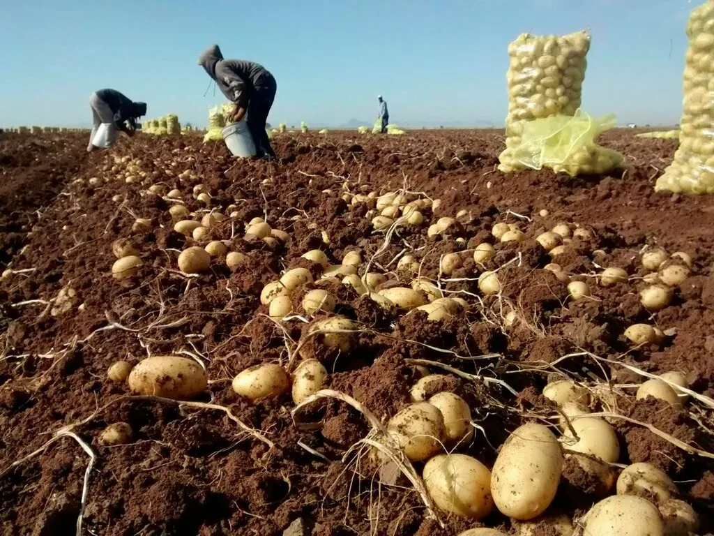 картофель в Краснодаре и Краснодарском крае