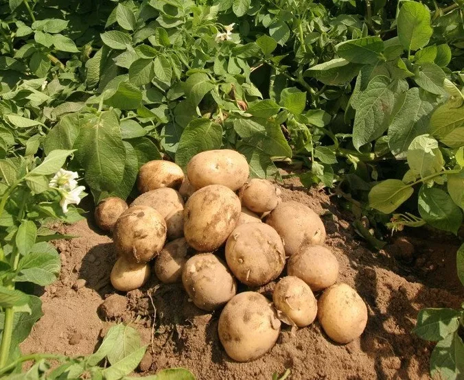 картофель оптом из краснодара в Краснодаре и Краснодарском крае