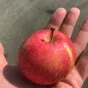 яблоки оптом в Краснодаре