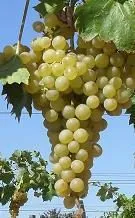 столовый виноград (оптом) в Краснодаре