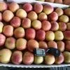 яблоки Кубани оптом в Краснодаре 2
