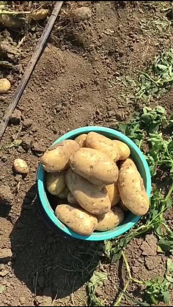 картофель сорт 