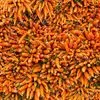 морковь желтая от сельхозпроизводителя в Краснодаре