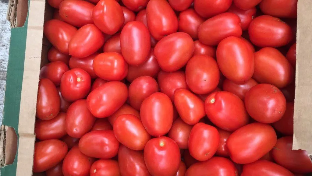реализуем помидоры Новичок в Краснодаре