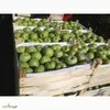  Яблоки сорта Семеренко в Краснодаре