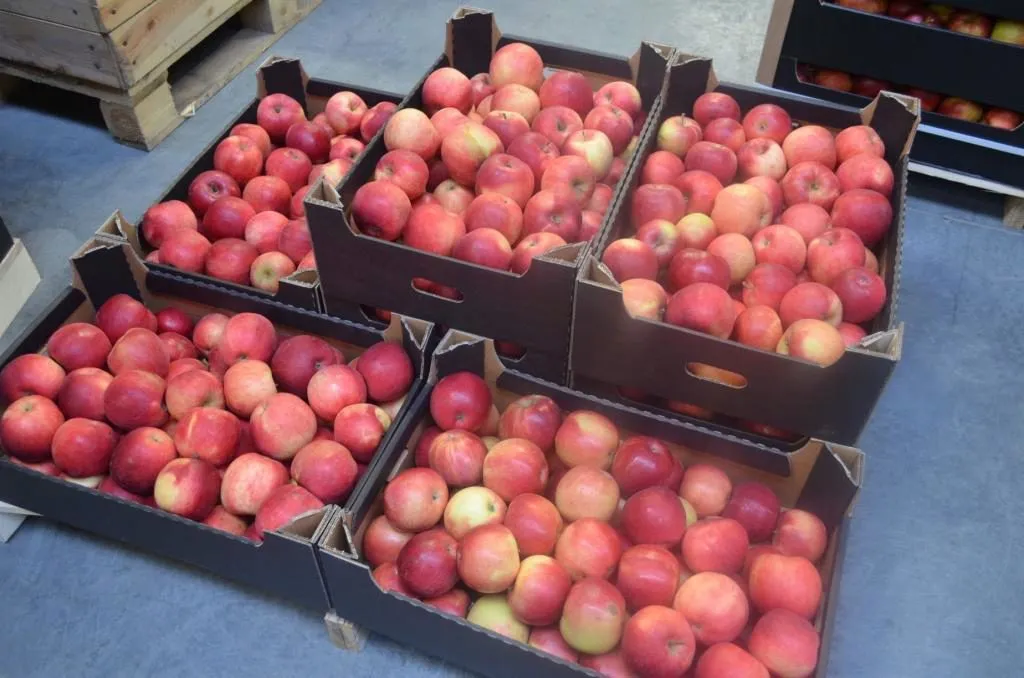 яблоки Гала от сельхозпроизводителя в Краснодаре