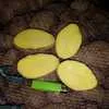 картофель 5+ оптом от КФХ в Краснодаре 4