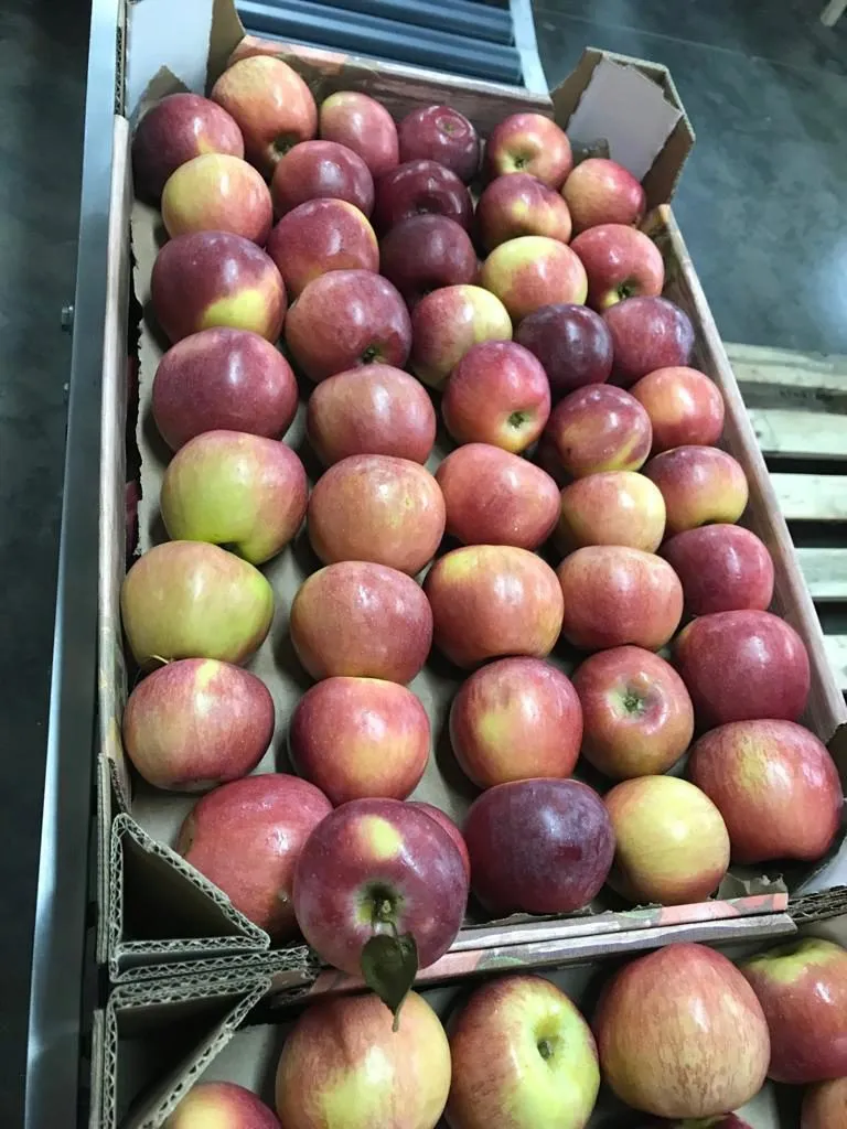 яблоки в Краснодаре