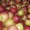 яблоки айдаред флорина,пинова,прикубанск в Краснодаре 3