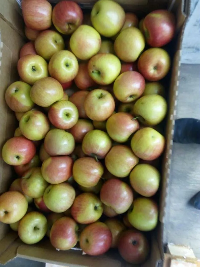 яблоки от производителя в Краснодаре