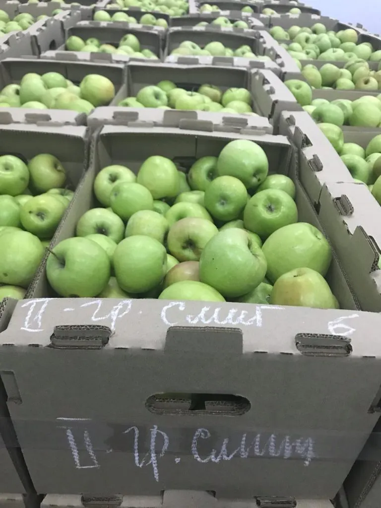 яблоки сорт Гренни Смит в Краснодаре