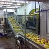 яблоки оптом от производителя в Краснодаре