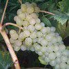  винный виноград голубок белый в Краснодаре