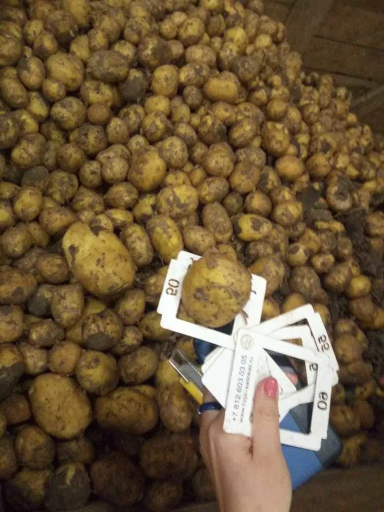 картофель в Краснодаре