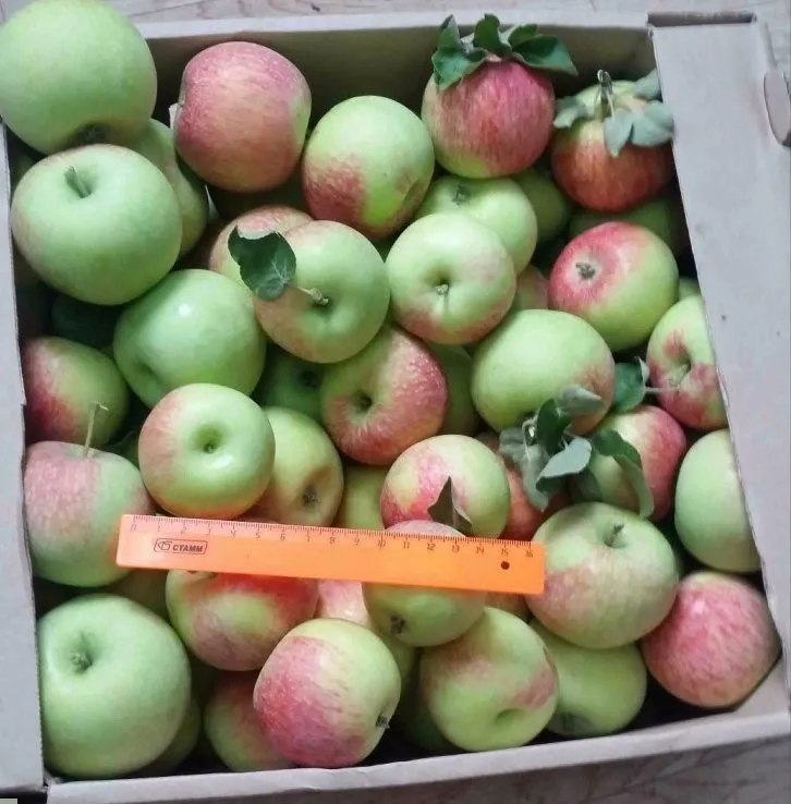 яблоки урожая 2019  в Краснодаре 6