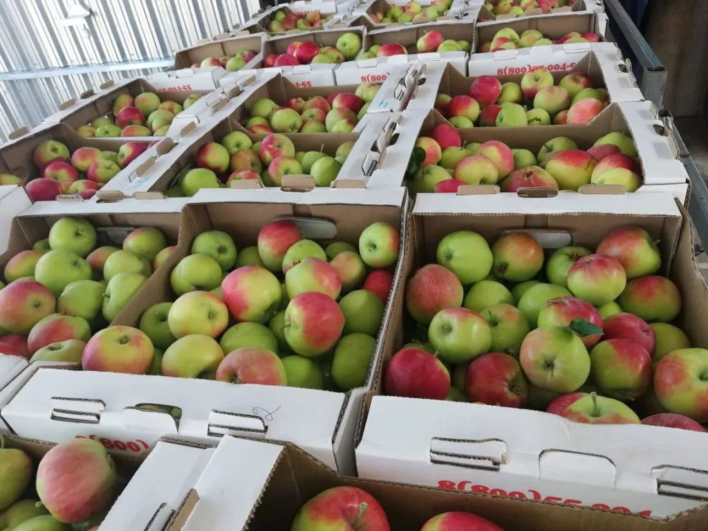 яблоки урожая 2019  в Краснодаре 2