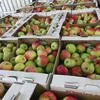 яблоки урожая 2019  в Краснодаре 2